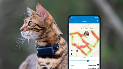 How to Monitor Your Cat's Activity with GPS Tracking